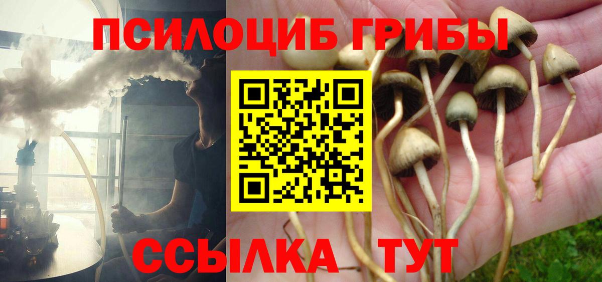 Галлюциногенные грибы Psilocybe Новоуральск